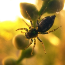01 spider on lens