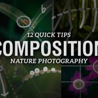12 Quick Tips to Improve Your Composition in Nature Photography